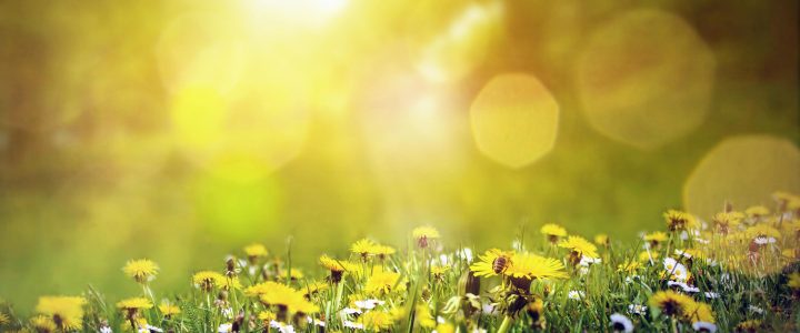 Frühlingserwachen im Garten vom Kindergarten